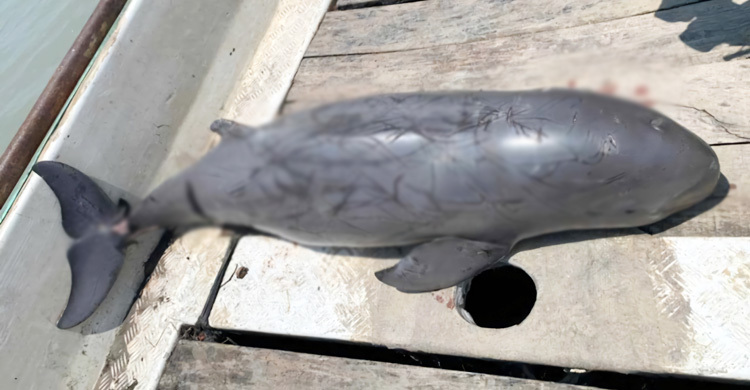 বরগুনায় পায়রা নদীর মোহনায় ভেসে এলো মৃত ডলফিন